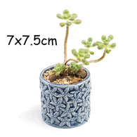 European Style Cute Fleshy Flowerpot Pocelain Blue Fish Macetas Vase Home Garden Mini Bonsai Cactus Flower Pot Balcony Decor